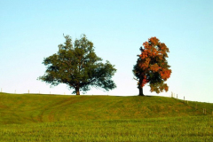 DSCN0919C