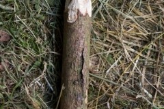 sola132_0347